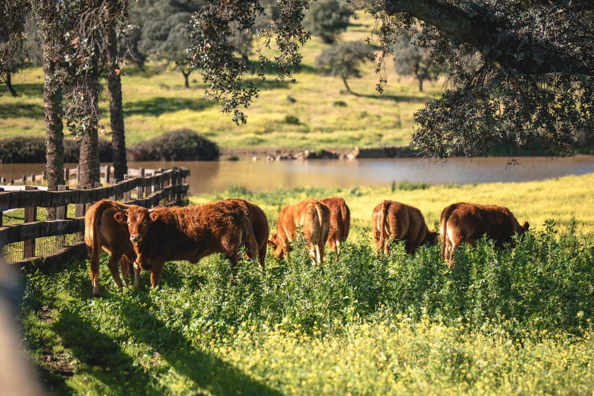 Alojamiento Rural Finca Barral El Garrobo Dış mekan fotoğraf