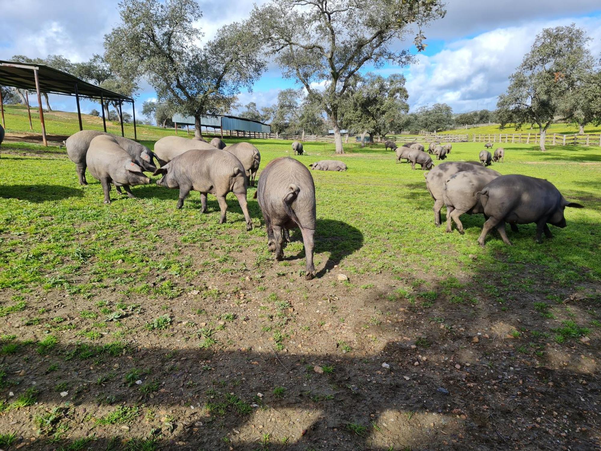 Alojamiento Rural Finca Barral El Garrobo Dış mekan fotoğraf